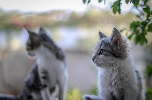 英短蓝猫会不会捉老鼠