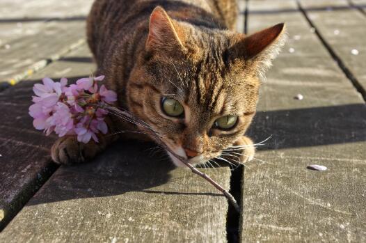 猫被粘鼠板粘住怎么洗