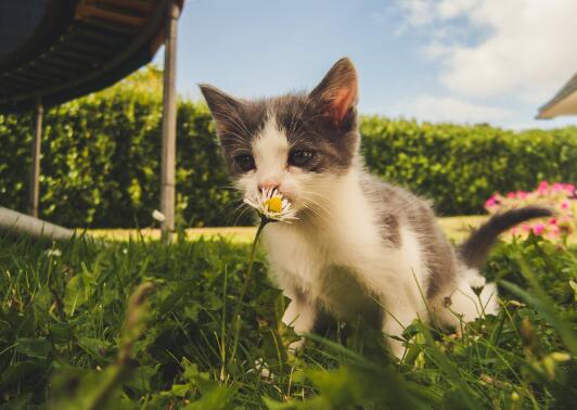 美国卷毛猫的性格特点