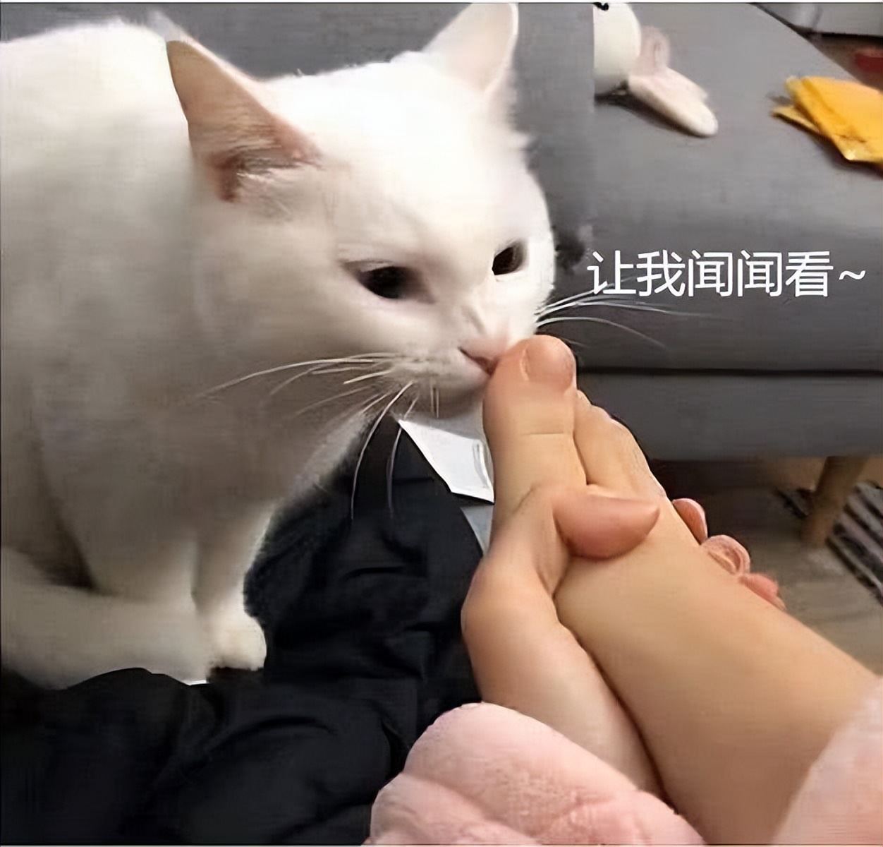 猫咪越是把你当成“妈妈”，这7个表现就越是明显