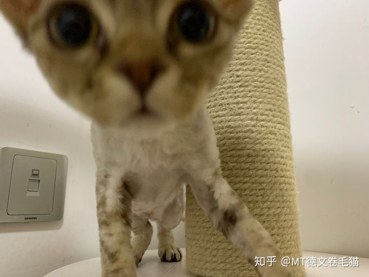 德文卷毛猫好养吗，性格怎么样，掉毛吗？