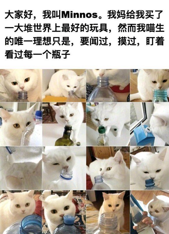 猫咪有哪些可以吐槽的奇葩行为，这些有没有戳中你