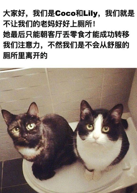 猫咪有哪些可以吐槽的奇葩行为，这些有没有戳中你