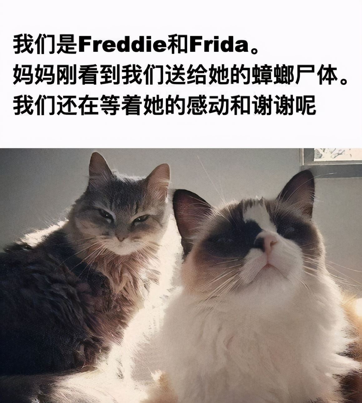 猫咪有哪些可以吐槽的奇葩行为，这些有没有戳中你