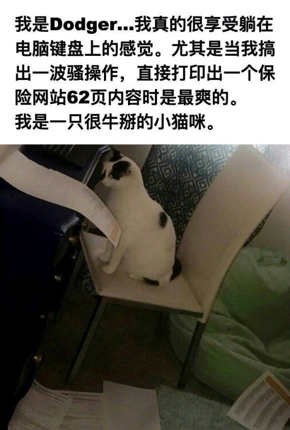 猫咪有哪些可以吐槽的奇葩行为，这些有没有戳中你