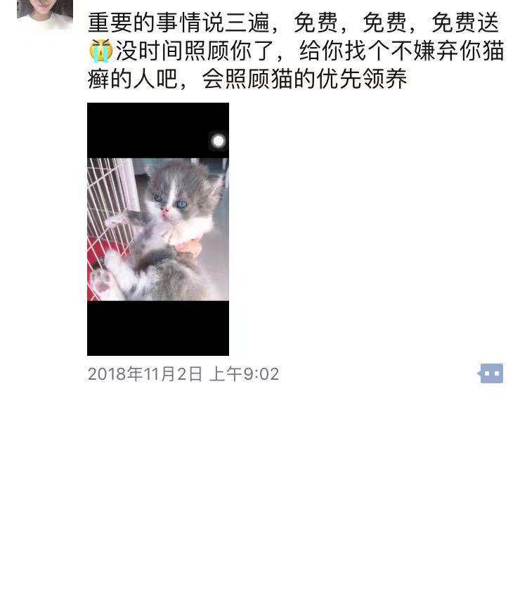 领养猫咪，猫舍里卖不掉的猫咪怎么处理了，真相在这里