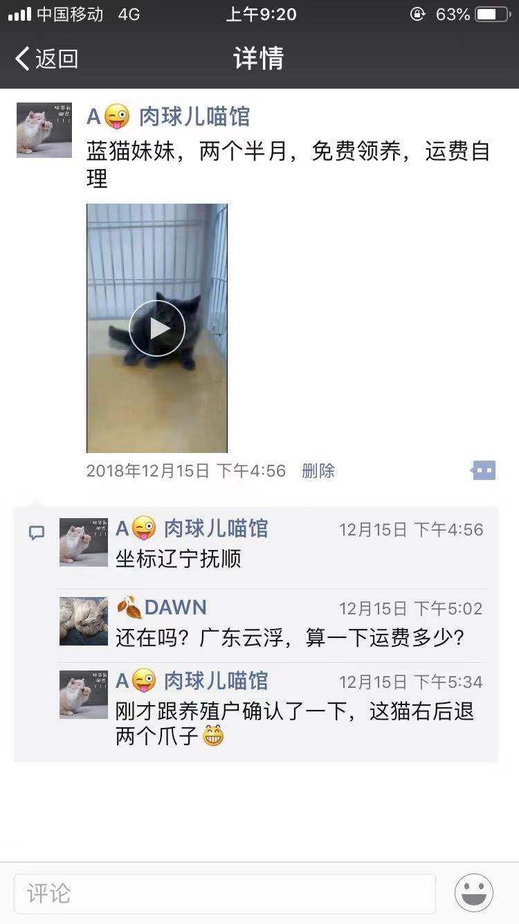 领养猫咪，猫舍里卖不掉的猫咪怎么处理了，真相在这里