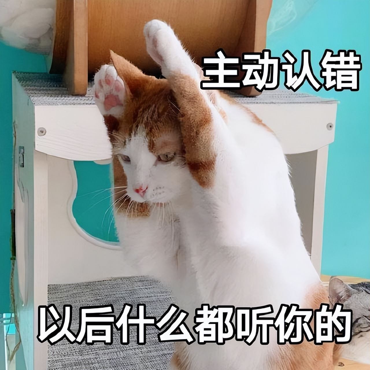 猫咪向主人道歉的几种方式，你还不懂吗？