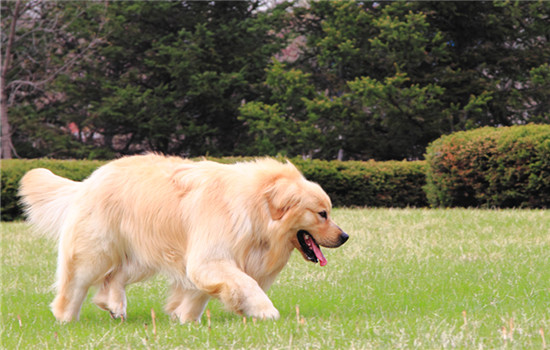 母犬生产前的表现「母狗生产前有什么表现」