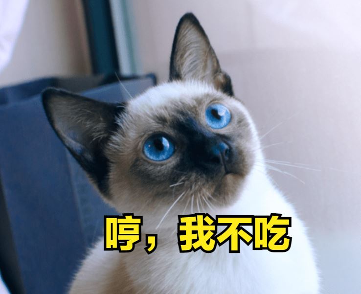 波斯猫便便软怎么办？