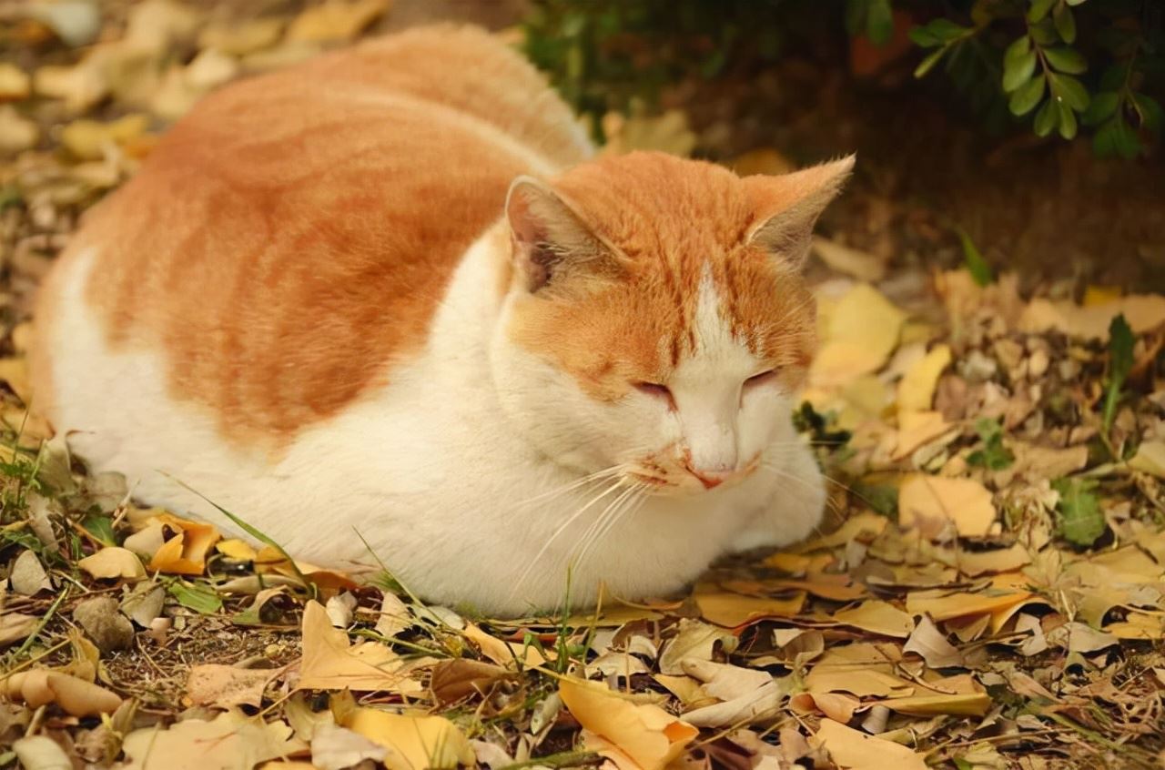 一只猫出现这些睡姿，说明它并不认同你的“主人地位”