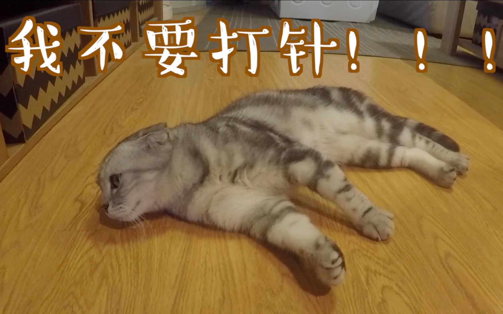 苏格兰折耳猫日常如何喂养？