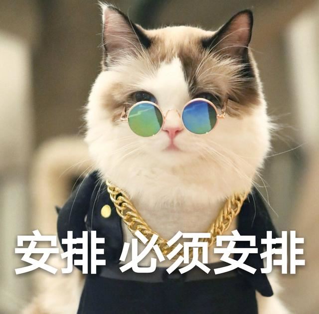 猫咪一生中有几大“梦想”，希望主人能帮它完成