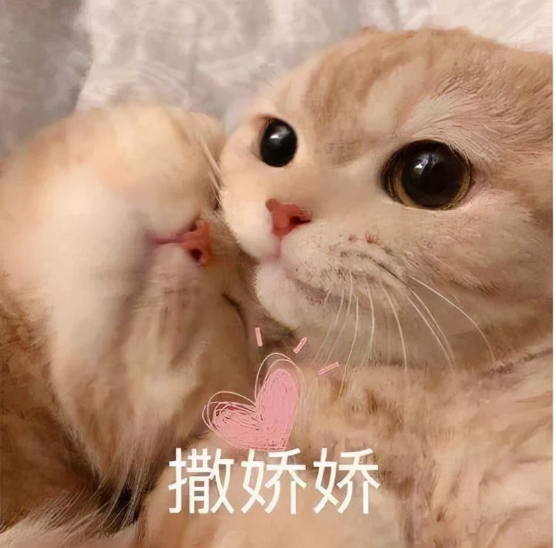 会撒娇的猫和不会撒娇的猫，养着区别真的很大