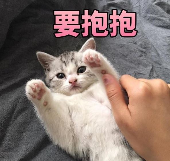 一句话劝退你养猫，看完觉得手里的猫不香了