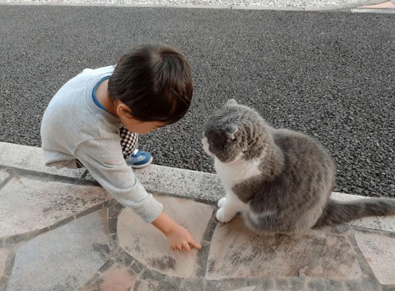 不瞒你说，基本上养猫的都是这几种人