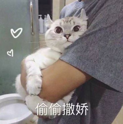 猫咪“临终前”，会完成这几个任务，看完被它感动了