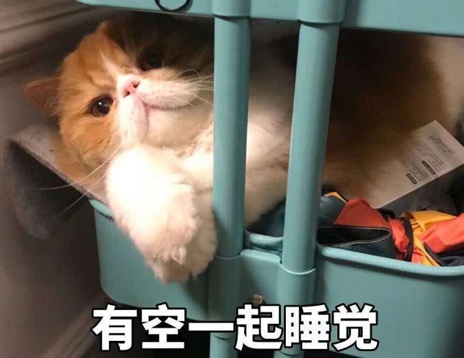 一句话劝退你养猫，看完觉得手里的猫不香了