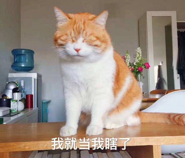 一句话劝退你养猫，看完觉得手里的猫不香了