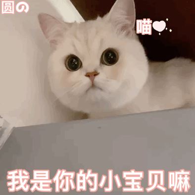 一句话劝退你养猫，看完觉得手里的猫不香了