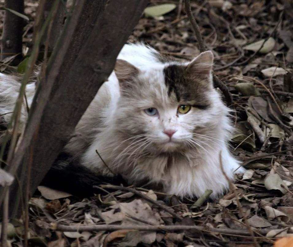 猫咪一生“最害怕”的事，希望你一件都没做过