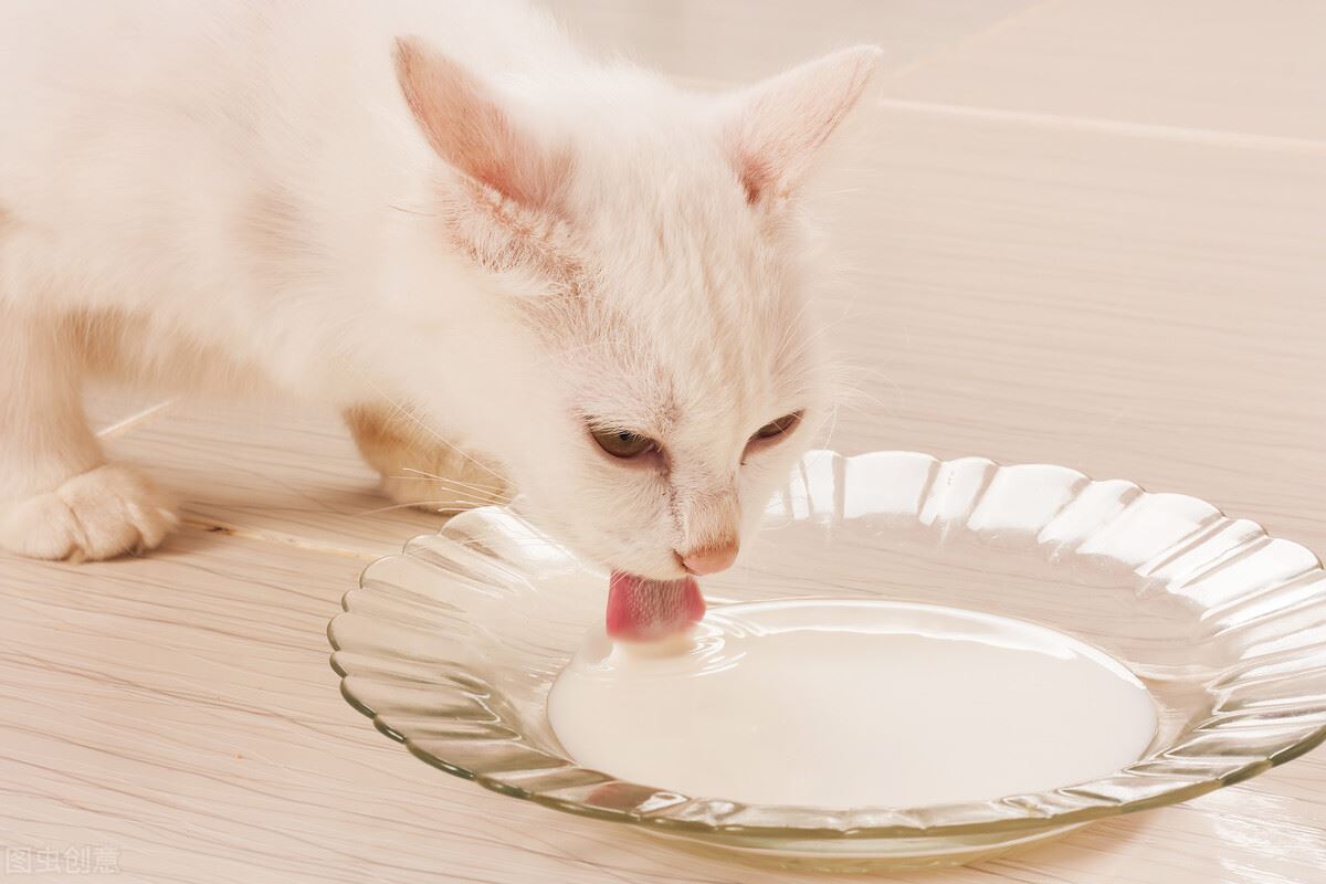 不瞒你说，这几种食物，对猫咪来说就是“人间美味”