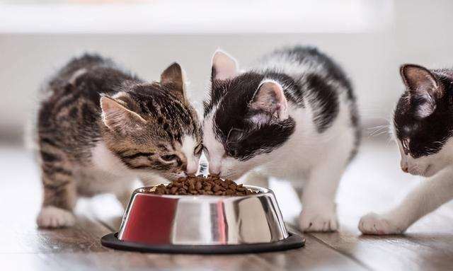 不瞒你说，这几种食物，对猫咪来说就是“人间美味”