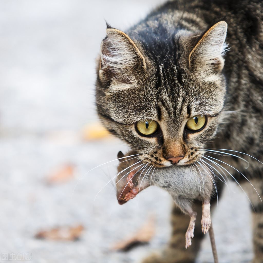 猫咪不善表达，但有这些行为，其实是在说“爱你”