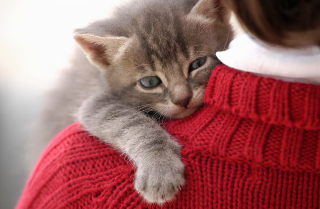 当主人抱起猫咪时，其实在它眼中是这样的