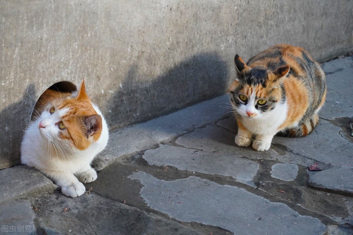 如果可以，一定要养一只三花猫