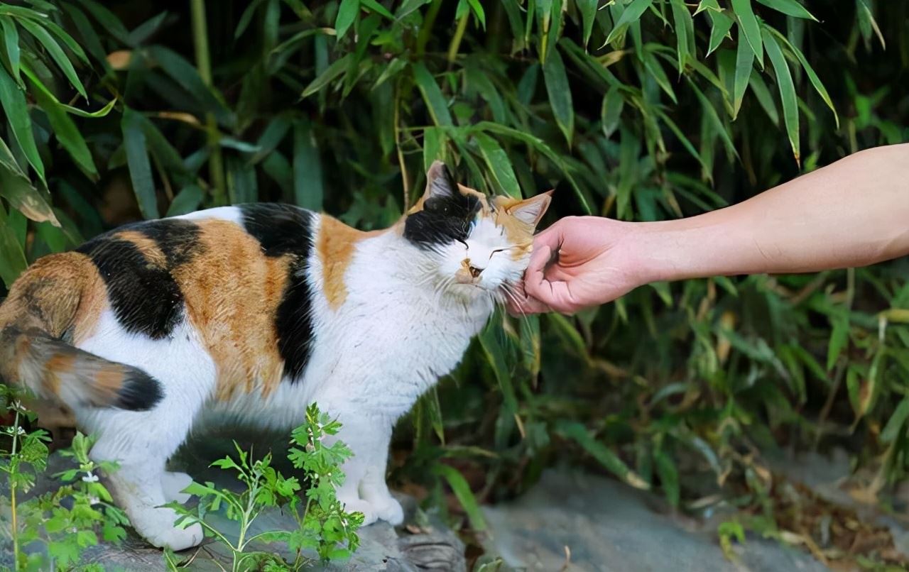 如果可以，一定要养一只三花猫