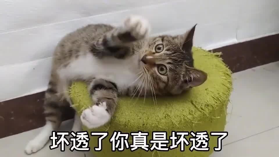 原来狸花猫对着你“翻肚皮”，是有重要的事情告诉你