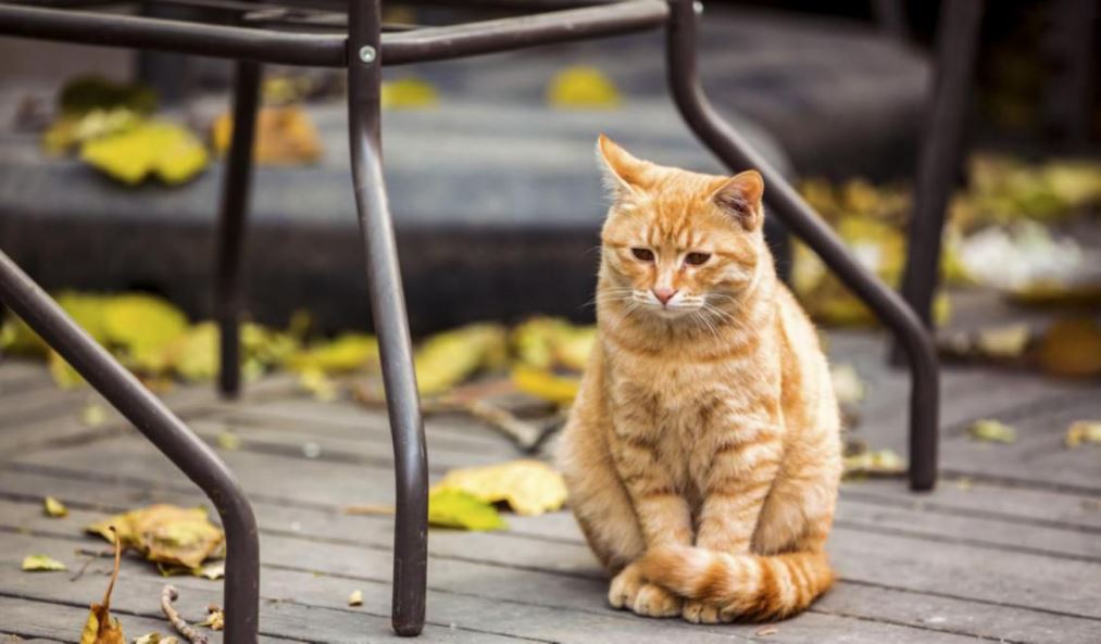 猫咪这样做，说明在它心里，你根本不配当它的主人