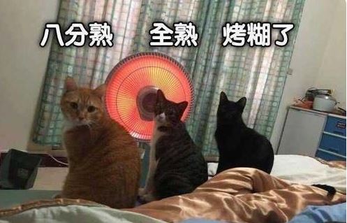 说来你可能不信，猫咪过冬其实也有“南北差异”