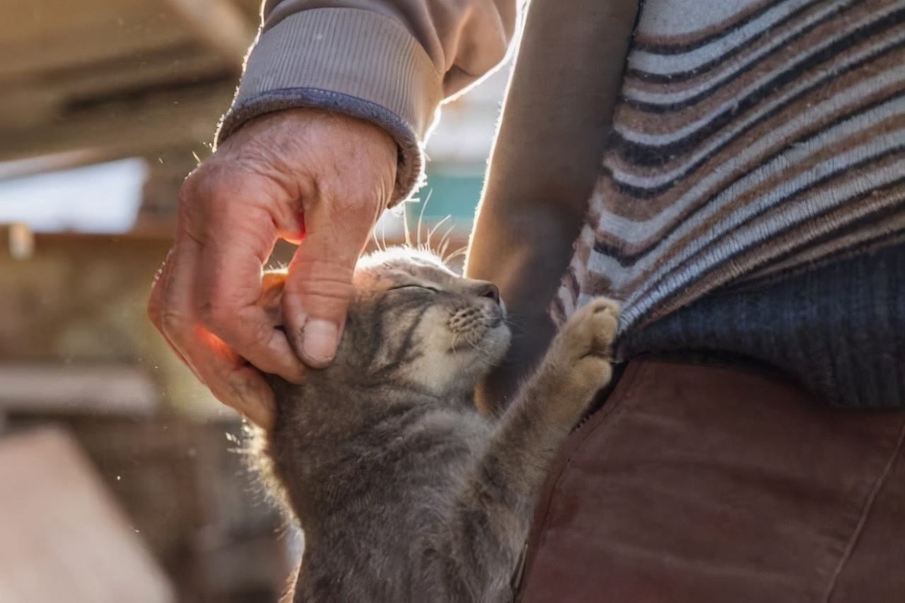 猫咪爪子藏着的秘密，可能养猫多年的你，也未必知道