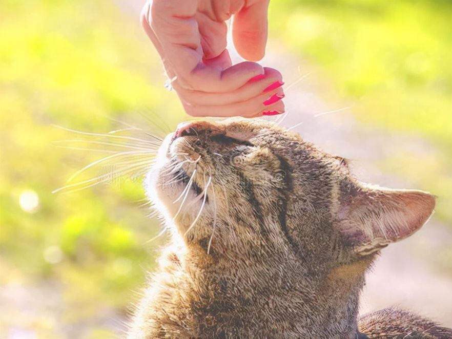 猫咪爱睡在这几个地方，说明它很爱你，视你为亲人