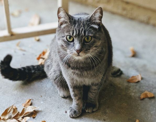 猫界寿命最短的猫，也许只能陪你几年，你家猫在其中吗？