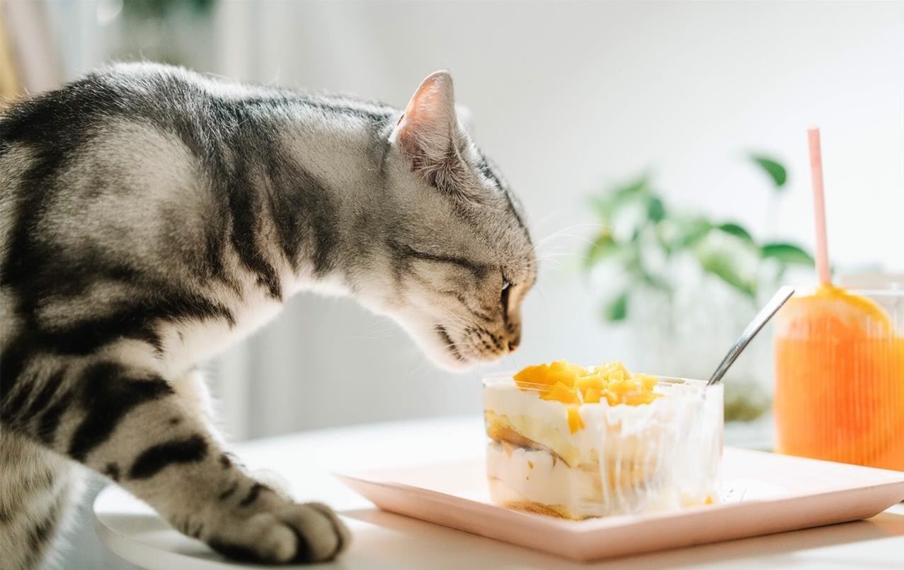 在猫咪眼里，这几种食物堪称“人间美味”，你喂过哪些？