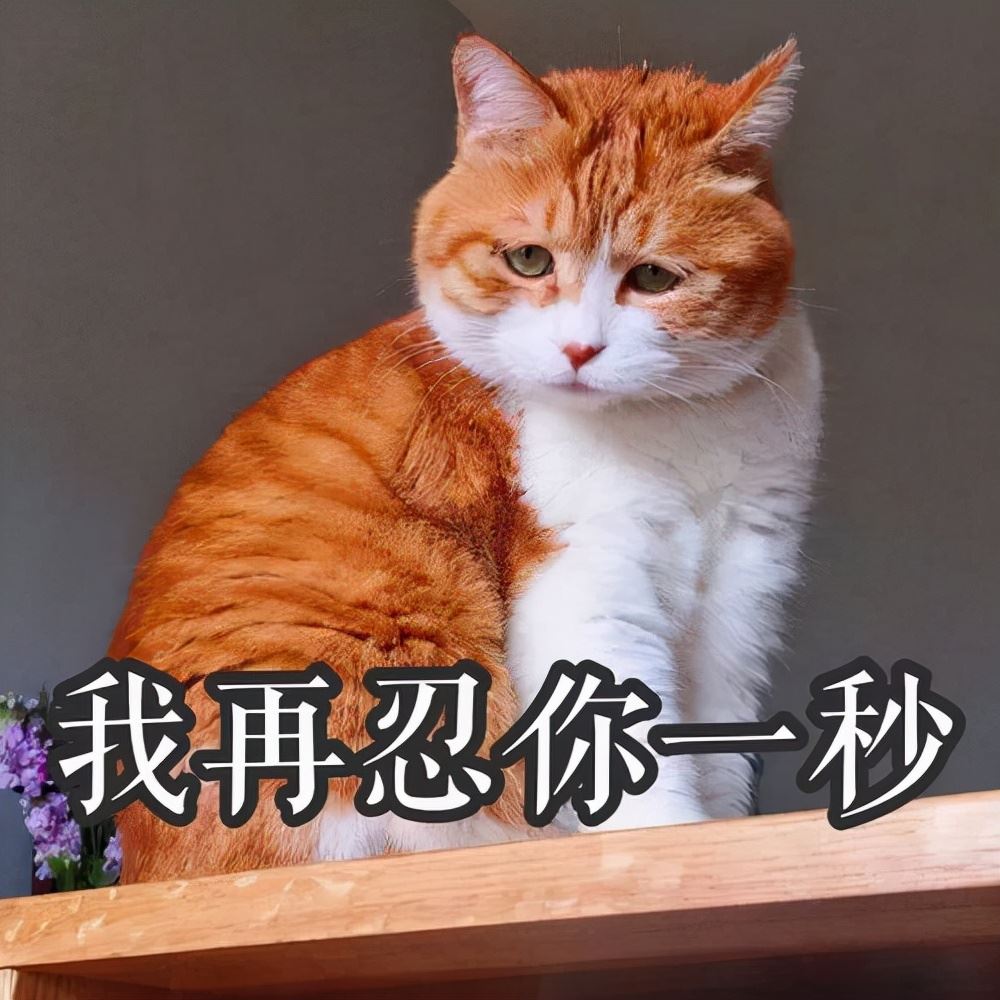 网评最“忠诚”的猫，和最“白眼狼”的猫，你家猫在其中吗？