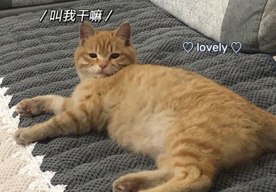 别怂恿我养橘猫，不然别怪我和你绝交