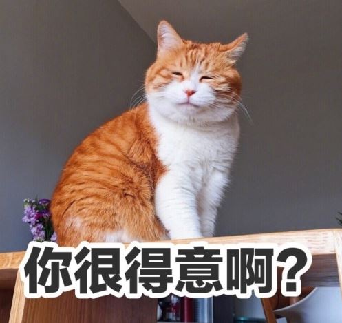 别怂恿我养橘猫，不然别怪我和你绝交