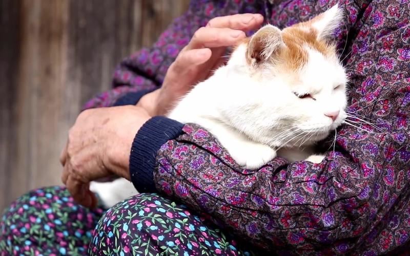 猫咪撒娇时，最想被“触碰”的部位，别摸错了