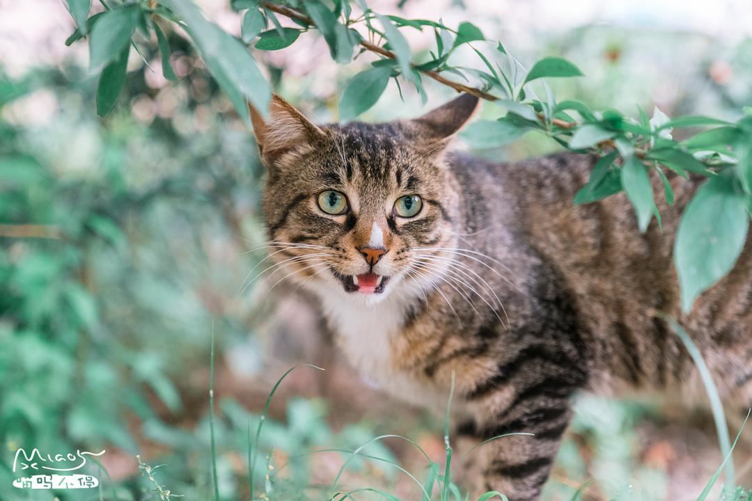 这几种猫，一旦变成流浪猫，可能很快会丧命