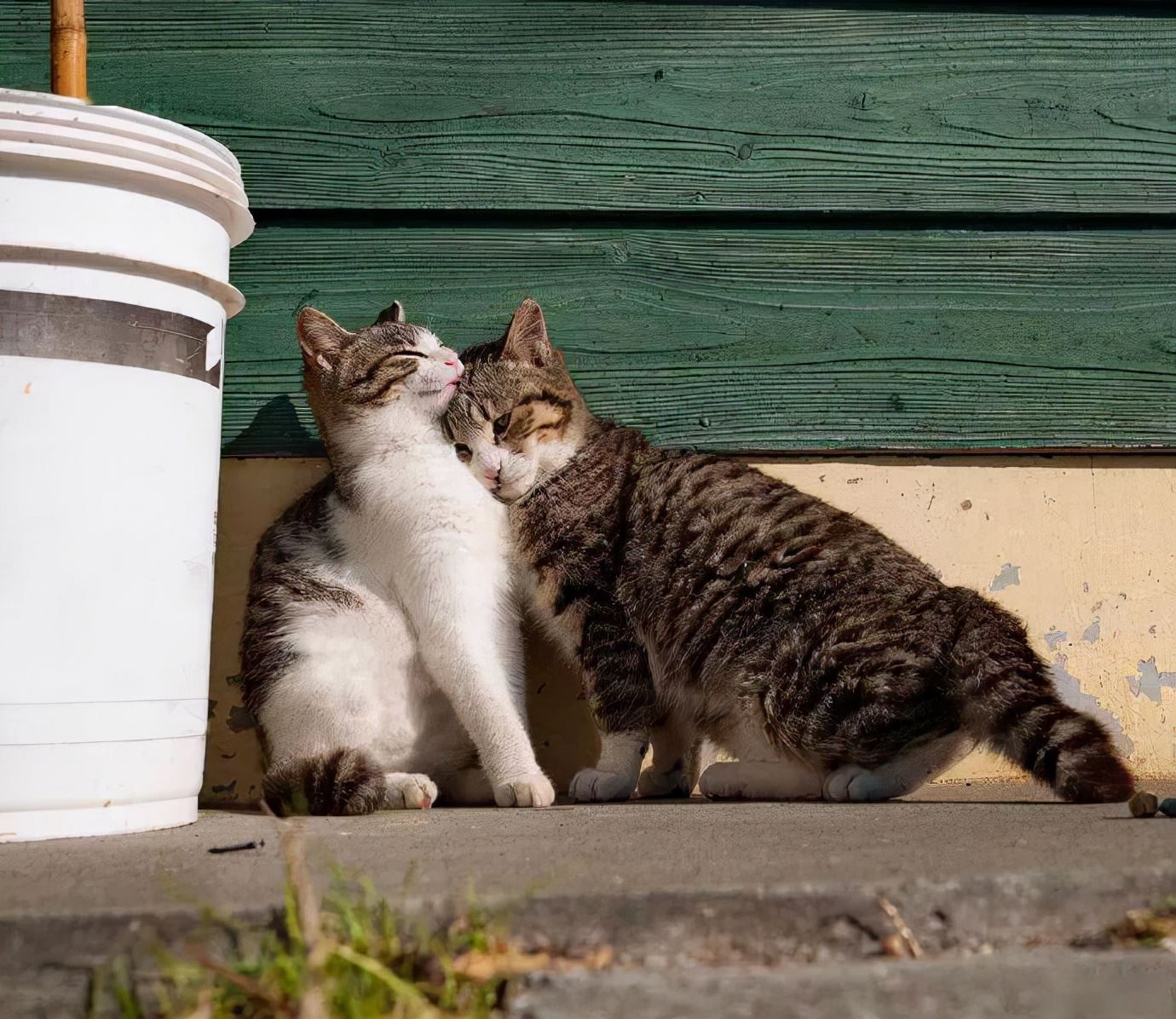 猫咪对主人露肚子，其实有这几种含义