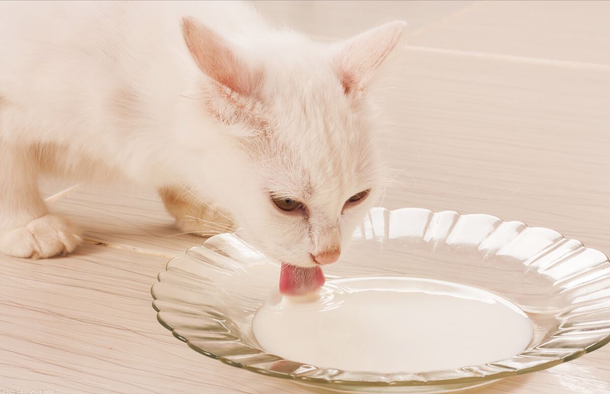 猫咪最新年龄对照表，希望宠主好好珍惜自家猫