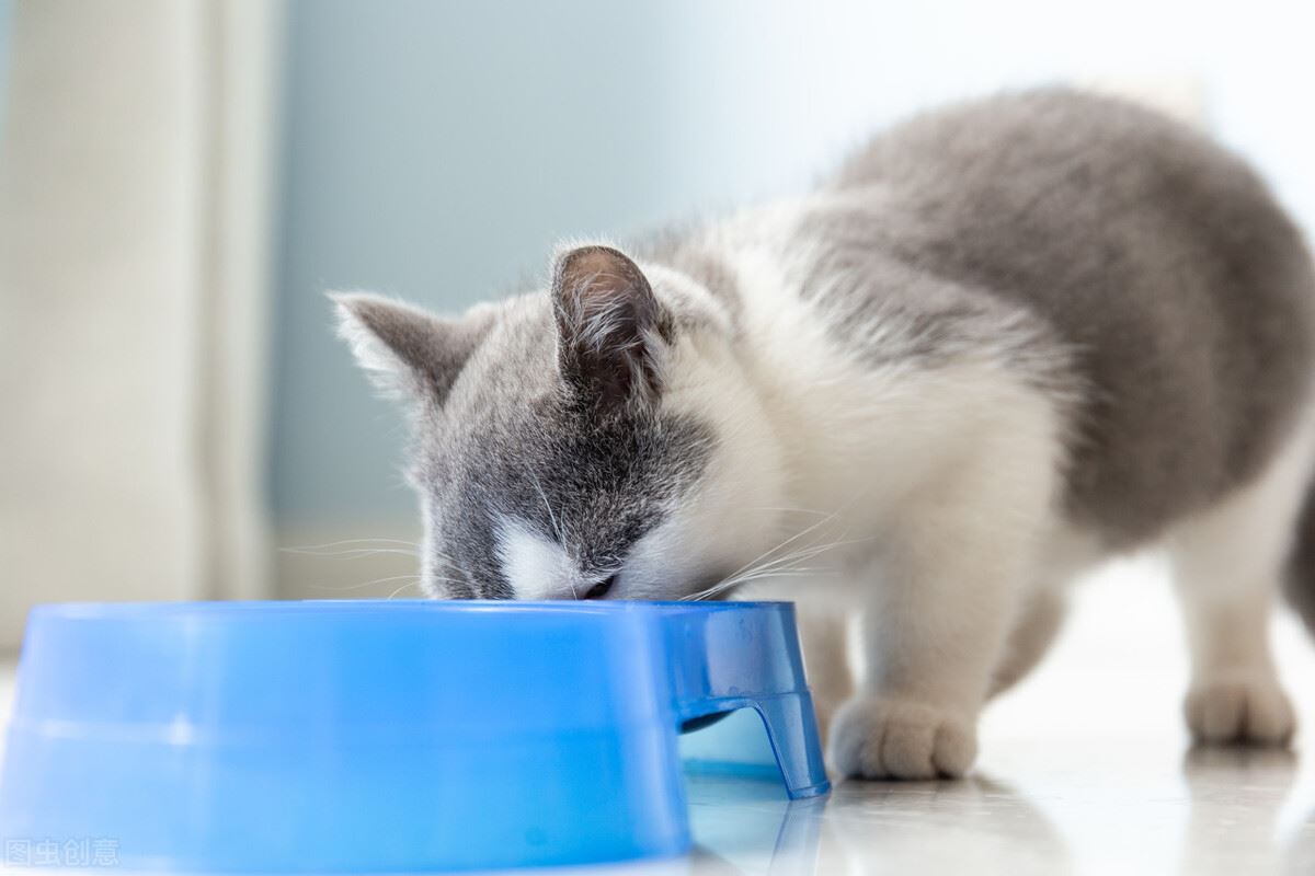 这几种猫，一旦变成流浪猫，可能很快会丧命