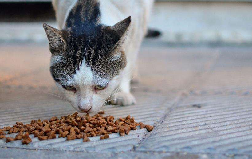 猫咪性格好不好，看它在哪儿睡觉就知道，超准