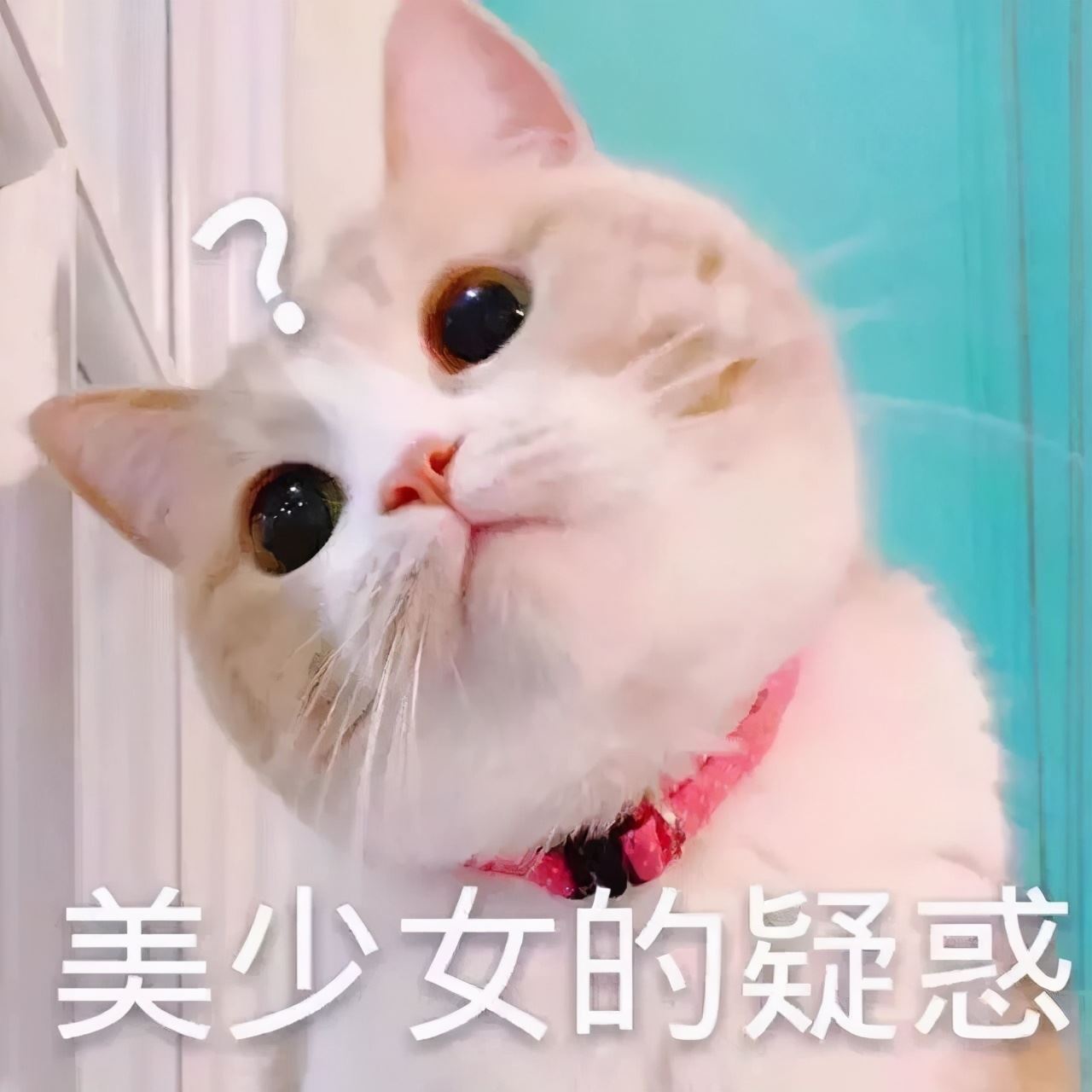 盘点最多猫用的“名字”，你家猫“撞名”了吗？