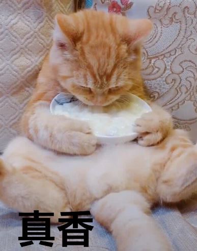 养只“巨能吃的橘猫”是什么体验？网友：你这辈子可能并不想经历