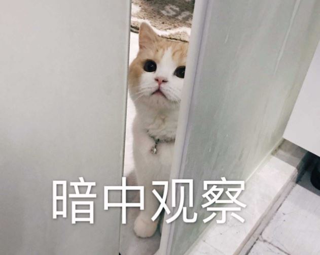 猫咪是如何认出主人的？万万没想到是这些方式